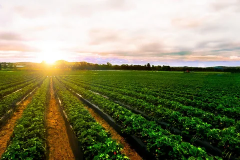 why should preventive measures and biological control methods be preferred for protecting crops?